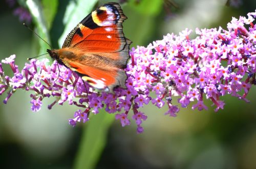 butterfly wildlife insect