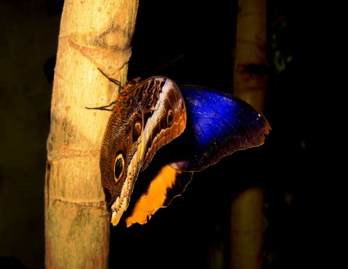 butterfly mainau island