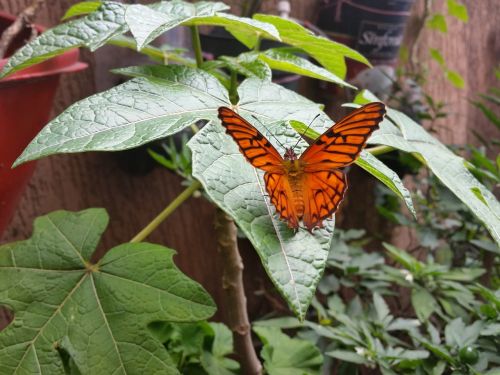 butterfly orange beautiful