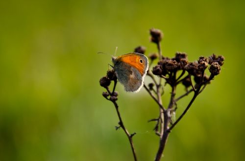 butterfly sun nature