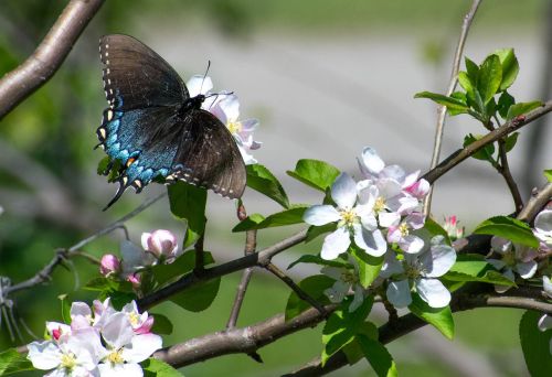 butterfly apple apple blossom