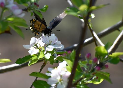 butterfly apple blossom