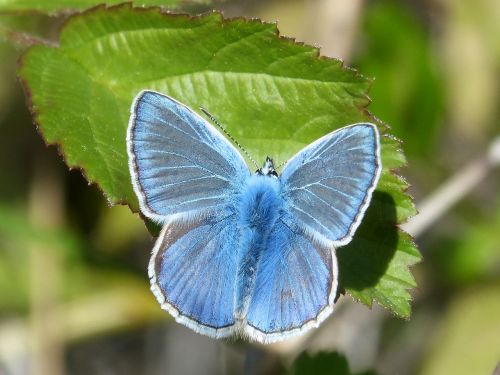 butterfly blue butterfly blaveta of the farigola