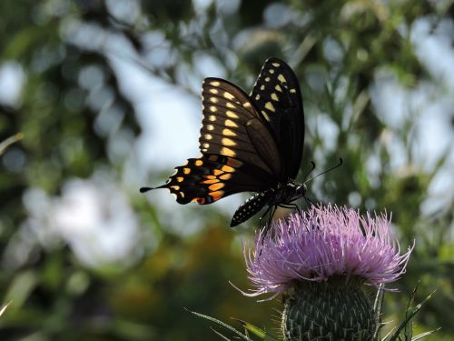 butterfly tiger swallowtail thistle