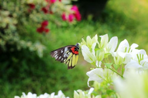 butterfly flower static