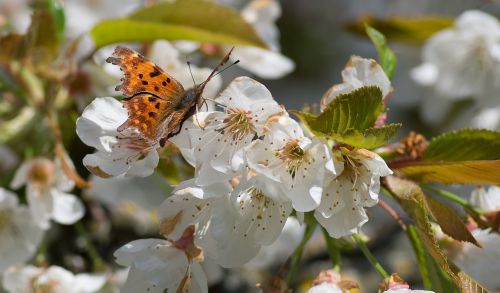 butterfly robert-the-devil cherry