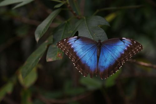 butterfly green garden