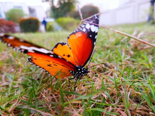 butterfly nature insect