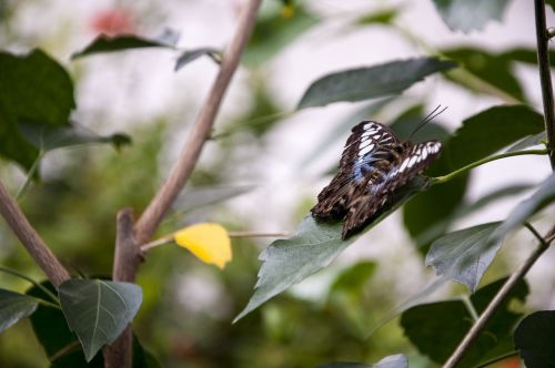 butterfly animal nature