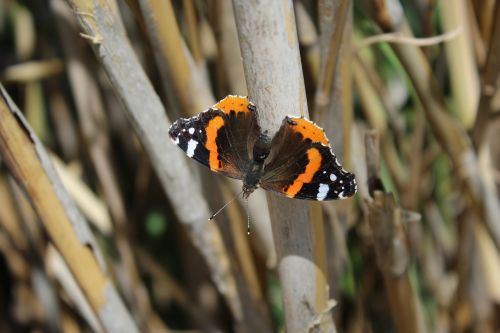 butterfly nature insect