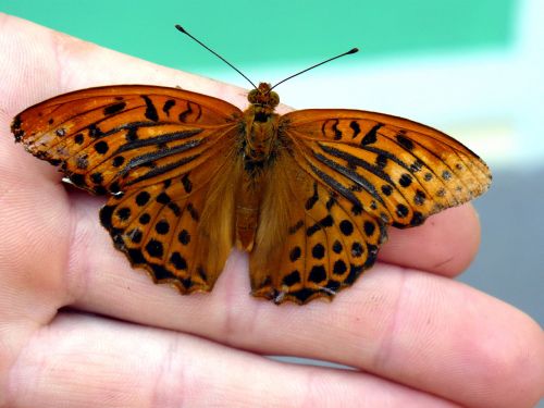 butterfly hand insect