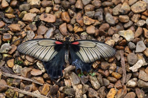 butterfly spring new forest