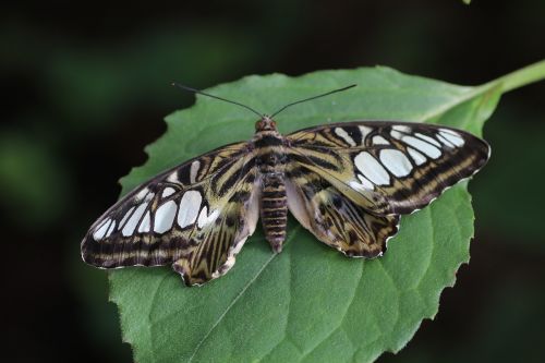 butterfly spring new forest