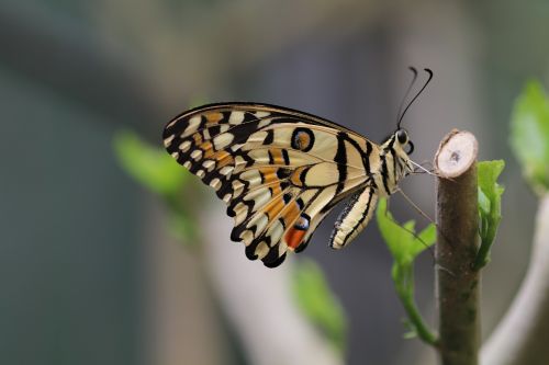 butterfly spring new forest