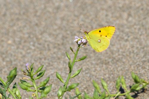 butterfly summer close