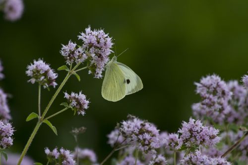 butterfly white flowers