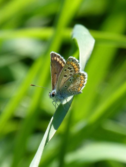 butterfly brunette moreneta southern