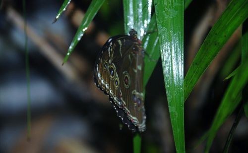 butterfly insect butterflies