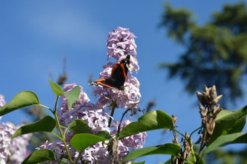 butterfly insects garden