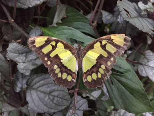 butterfly farm nature