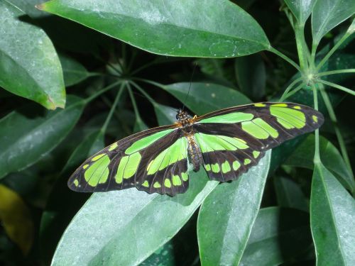 butterfly green nature