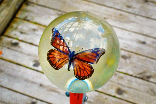 butterfly display garden