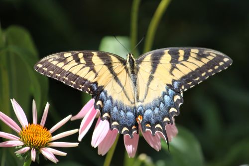 butterfly moth insect