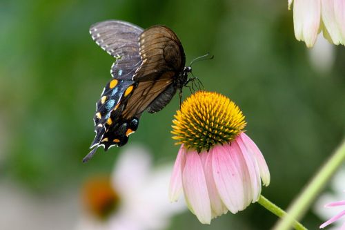 butterfly moth nature