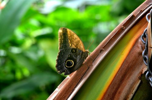 butterfly nature insect