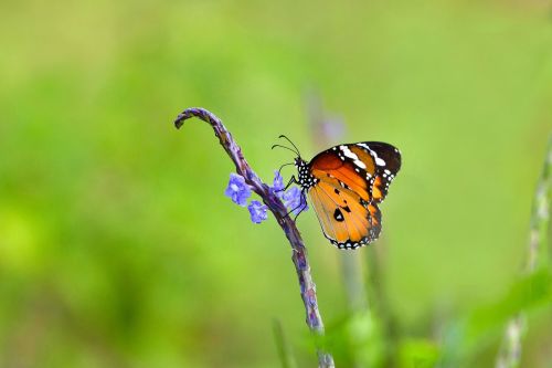 butterfly blue flowers suck the nectar