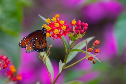 butterfly flower spring