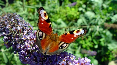 butterfly buddleja davidii insect