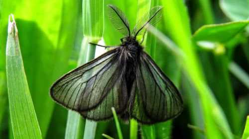 butterfly insect macro