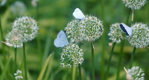 butterfly flower nature