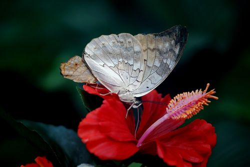 butterfly insect wing