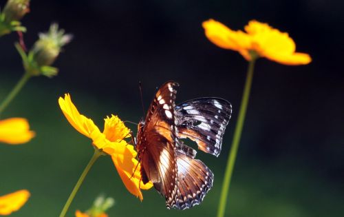 butterfly flower yellow