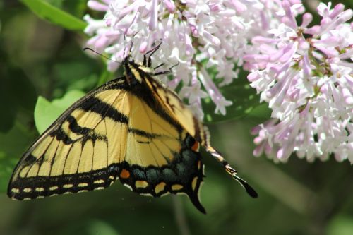 butterfly swallowtail animal