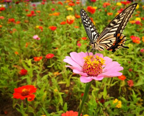 butterfly flower color