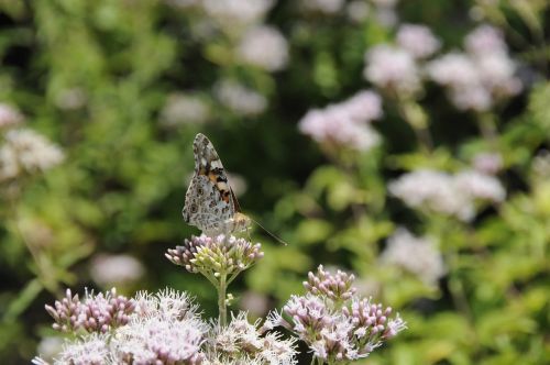 butterfly insect