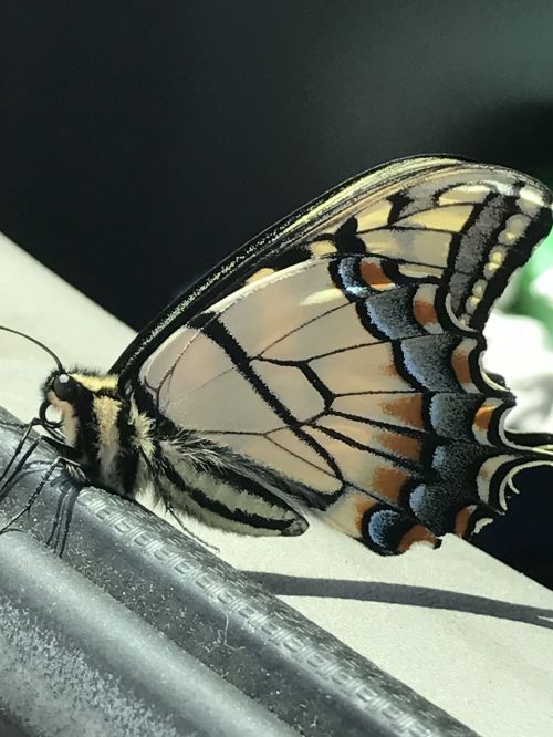 butterfly close up wing