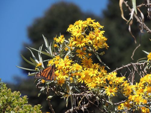 butterfly monarch monarch butterfly