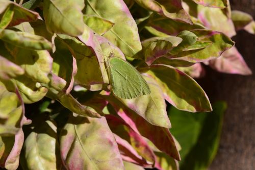 butterfly tree purity