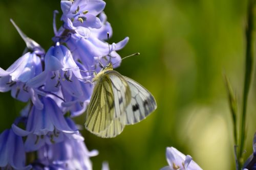 butterfly spring flowers