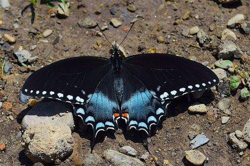 butterfly blue black