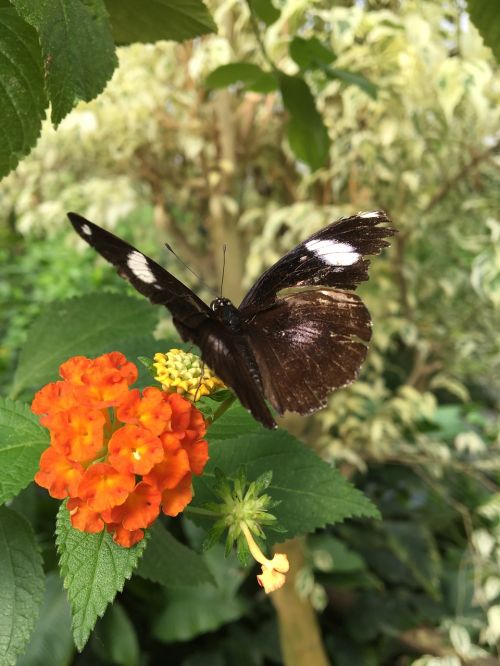 butterfly flower closeup