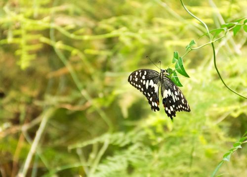 butterfly insect nature