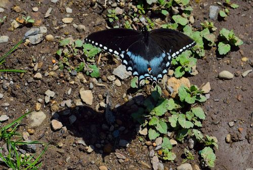 butterfly blue black