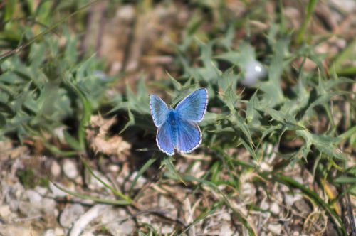 butterfly blue nature