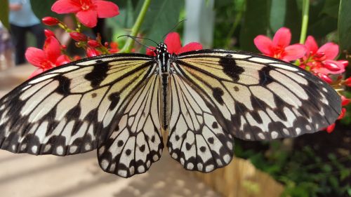 butterfly wings colors