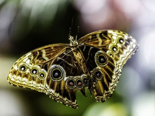 butterfly las vegas bellagio